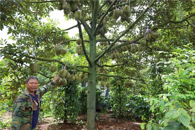 Sầu riêng Đắk Lắk và những thách thức về chất lượng ( 20/08/2024)